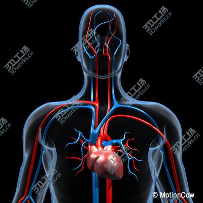 images/goods_img/20210319/Human Cardiovascular System/3.jpg